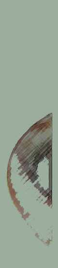 Schalen