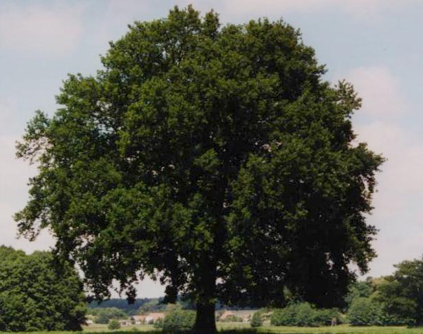 Blick &uuml;ber die Weiden zum Dorf